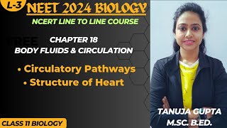 Ch 18  Circulatory pathways  Human Heart ❤️ Model  NEET 2024  Class 11 Biology [upl. by Hajile]