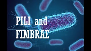 What is function of Fimbriae and Pili  Difference  Kingdom Monera  Structure  Biology  English [upl. by Job545]