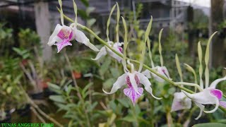 Cari Stratiotes Anggrek dendrobium spesies Papua subur rimbun [upl. by Natalie]