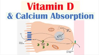 Vitamin D and Calcium Absorption  Biochemistry Lesson [upl. by Lesab958]