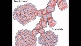 Crepitantes finos con sonido bronquial lob derecho medio [upl. by Azerila296]