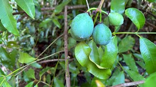 Achachairu Fruit  7 Garcinia Species Fruiting Here On June 2 2023🐸 [upl. by Vicky]