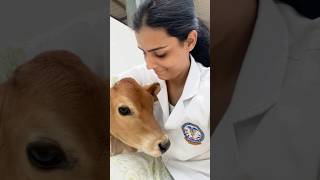 BVSC amp AH subjects veterinary vetstudent vet trending viral neetexam neet2024 myvetjourney [upl. by Ielarol541]