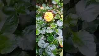 Crossandra Plant shortvideo [upl. by Ardeahp320]