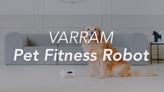 VARRAM Pet Fitness Robot Overview by Gadget Flow [upl. by Ahsel319]