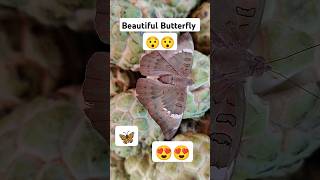 Butterfly on the Fruits sitafal custard apple in street  shorts butterfly streetfood [upl. by Adnama]