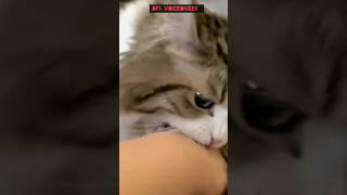 not so fast🐱😂voiceover comedy funny cute cat cats catlover catvideos pet pets prank [upl. by Yrtnej531]