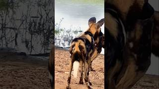 Wild Dogs Gang Reday To Hunting animals shortsfeed viralvideo [upl. by Nue885]