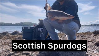 Spurdog fishing on the Scottish West coast sea lochs [upl. by Nerhe]