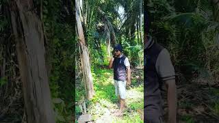 Salam dari binjai 😅 shortvideo [upl. by Doretta121]