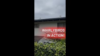 See our whirlybirds in action 🎬 [upl. by Yhtomiht118]