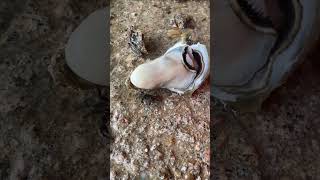 Amazing Found Baby Crab in Oyster juemcookingofficial shorts [upl. by Hairakcaz]