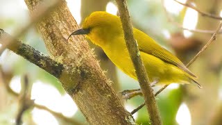 Hakalau Forest National Wildlife Refuge  1612 2022  Big Island Hawaii [upl. by Weide]