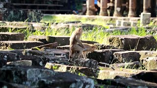 Little pigtail monkeys play for fun near ancient pool [upl. by Briney]