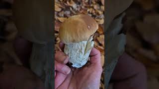 boletus edulis fungi porcini steinpilze cepes [upl. by Shultz]