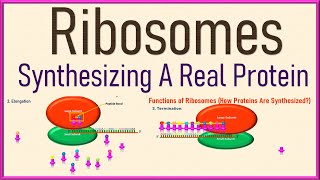 Ribosomes Cell Biology  Structure and Function  Protein Synthesis 3d Animation [upl. by Verge]