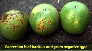 Know About Citrus Canker [upl. by Turley]