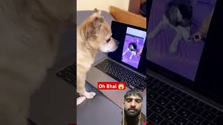 Dog cut the hand 😱🤣 dog smarthusky funny dogintelligence pets funnyhusky funnydogs viral [upl. by Ert]