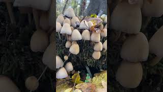 Гнойовик розсіяний Coprinellus disseminatus [upl. by Bohs]