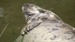 dolfinarium harderwijk parkvideo 2023 [upl. by Mmada]