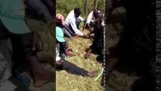 Bukusu Termite Eating Competition Kumbikumbi [upl. by Amersham]