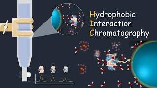 Hydrophobic interaction chromatography  HIC  Application of HIC [upl. by Ayom]