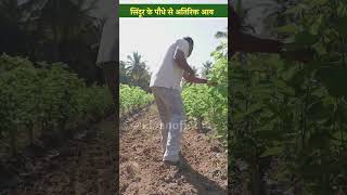 किसान सिंदूर की खेती से कैसे करें अतिरिक्त आय । Kisan of India । Agriculture । Vermilion Farming । [upl. by Armbruster]