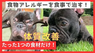 脅威の効果！愛犬の食物アレルギー改善術 あしゅらご フレンチブルドッグ [upl. by Aliuqaj]