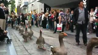 Geese Parade in Belgium [upl. by Sirrah473]