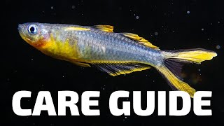 Care Guide for Furcata Rainbowfish  Aquarium CoOp [upl. by Pierson336]