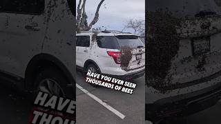 Why Thousand Of Bees Swarming A Car 😱🐝 bees shorts [upl. by Arnoldo]