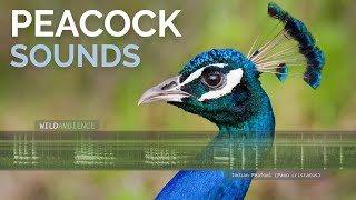 Peacock Sound amp Calls  The sounds of wild Indian Peafowl [upl. by Bowe]