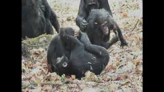 Chimpanzees of Lake Tanganyika Part 1 [upl. by Aland134]