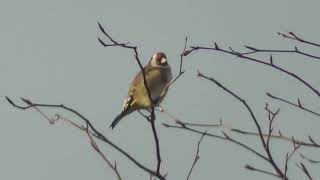 Bempton Goldfinch [upl. by Eilsek898]