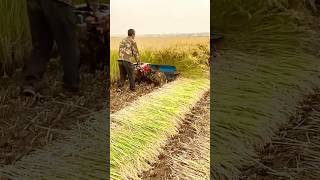 Rice crop being harvested with reaper record real village lifeshorts youtubeshorts viralvideo [upl. by Atrim870]