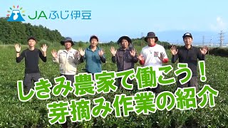 【無料職業紹介所あぐりキューピッド・農作業・職業紹介】しきみ農家で働こう～しきみの芽摘み作業～ [upl. by Schroth141]