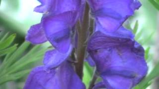 Poisonous Plants 121 Aconitum napellus monkshood [upl. by Lashonde]