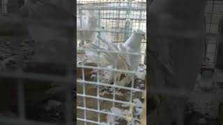 Fantail Pigeon pigeon fantailpigeon pigeonlover pigeonlove pigeonbird shortvideo short yt [upl. by Farlay]