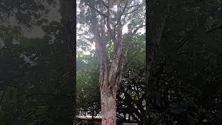 PRICKLY PAPERBARK lenlineofwvlog0601 [upl. by Karla]