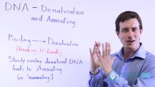 DNA Denaturation Melting and Annealing Renaturation [upl. by Erdnaet365]