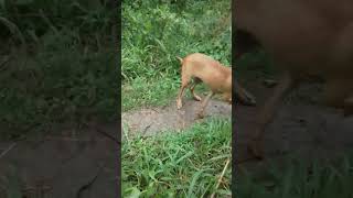 Felipe y Blancanieves corriendo al monte ahí salió un gallina del monte estaba gritando y voló al ár [upl. by Neiman]