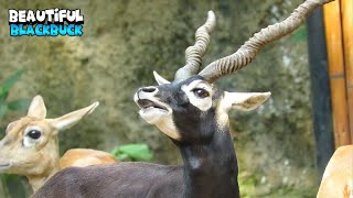 Handsome Blackbuck Showing Off His Beauty In front of Impalas [upl. by Stephi]