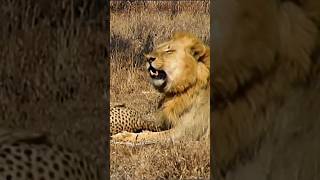 Lion Vs Cheetah Epic Showdown For Survival [upl. by Yejus493]