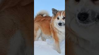 The Surprising History of Icelands Unique Dogs shorts dog doglover shortvideo [upl. by Nilatak]