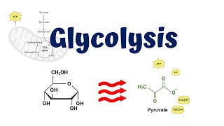 Glycolysis animation  10 Steps of Glycolysis [upl. by Diann]