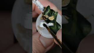 Painting Aeldari Rangers in 60 Seconds miniaturepainting warhammer40k [upl. by Lemmy]