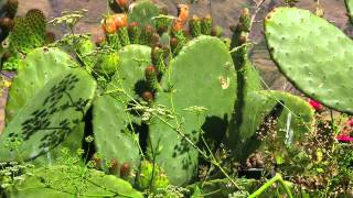 Medicinal Plants in the Andes  Plantas medicinales [upl. by El664]