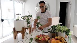 How to propagate Monstera Adansonii [upl. by Ahseetal]