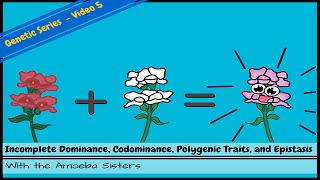 Incomplete Dominance Codominance Polygenic Traits and Epistasis [upl. by Alayne]