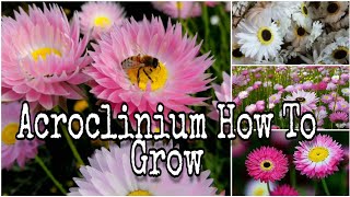 How to grow Acroclinium from seeds fast n easy with update [upl. by Bazar]